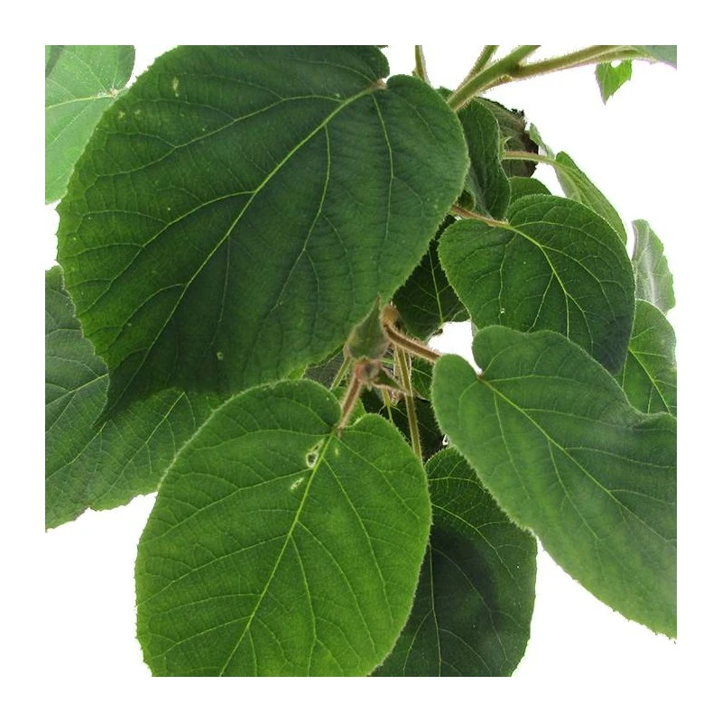 Kiwi Tomuri P1 Macho 4 Kiwi Tomuri P1 Macho - Imagen 2