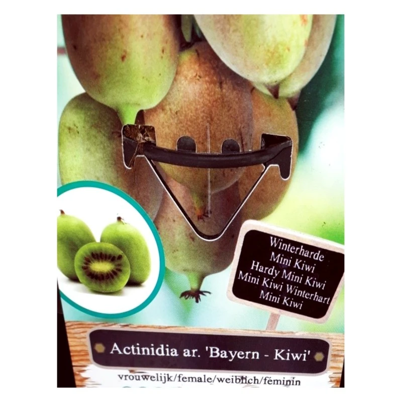 Kiwiño Arguta Bayern 4 Kiwiño Arguta Bayern - Imagen 2