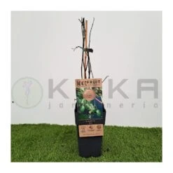 Kiwiño Argusta Issai -Suministros De Jardineria Ventas 2024 kiwino argusta issai 2