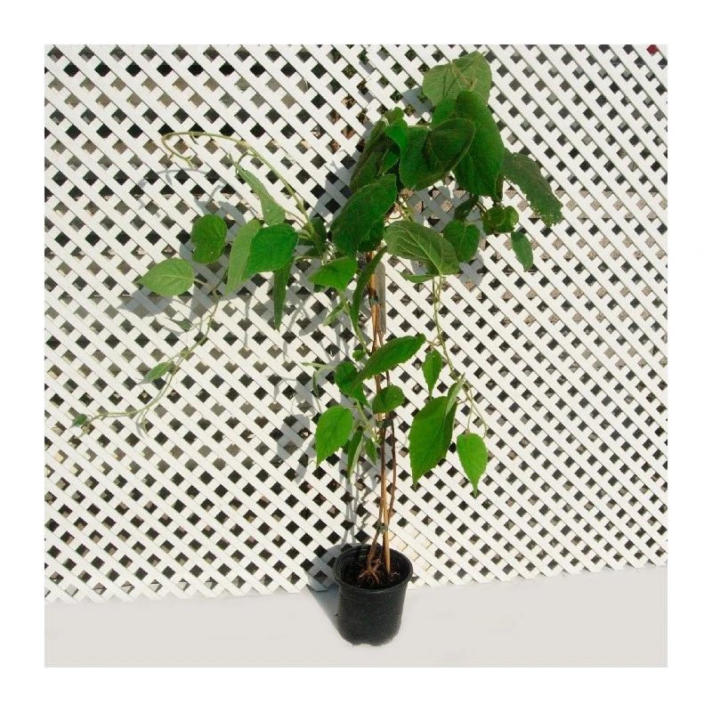 Kiwiño Arguta Genevai 3 Kiwiño Arguta Genevai