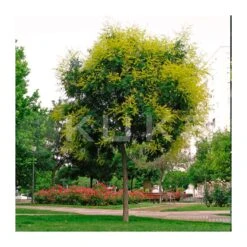 Koleuteria Paniculata -Suministros De Jardineria Ventas 2024 koelreuterias paniculata 1