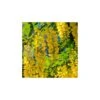 Laburnum Anagiroides -Suministros De Jardineria Ventas 2024 laburnum anagyroides