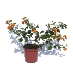 Lantana Camara Rosa-naranja -Suministros De Jardineria Ventas 2024 lantana camara 1