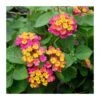 Lantana Camara Rosa-naranja -Suministros De Jardineria Ventas 2024 lantana camara
