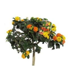 Lantana Camara Rosa-naranja -Suministros De Jardineria Ventas 2024 lantana camara 3