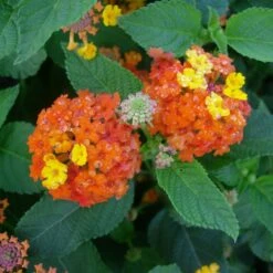 Lantana Camara Rosa-naranja -Suministros De Jardineria Ventas 2024 lantana camara 4