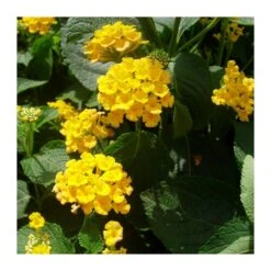Lantana Camara Rosa-naranja -Suministros De Jardineria Ventas 2024 lantana camara 5
