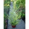 Larix Decidua 1 Larix Decidua -Suministros De Jardineria Ventas 2024 larix decidua