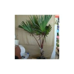 Latania Lontaroides Roja 5 Latania Lontaroides Roja -Suministros De Jardineria Ventas 2024 latania lontaroides roja 1