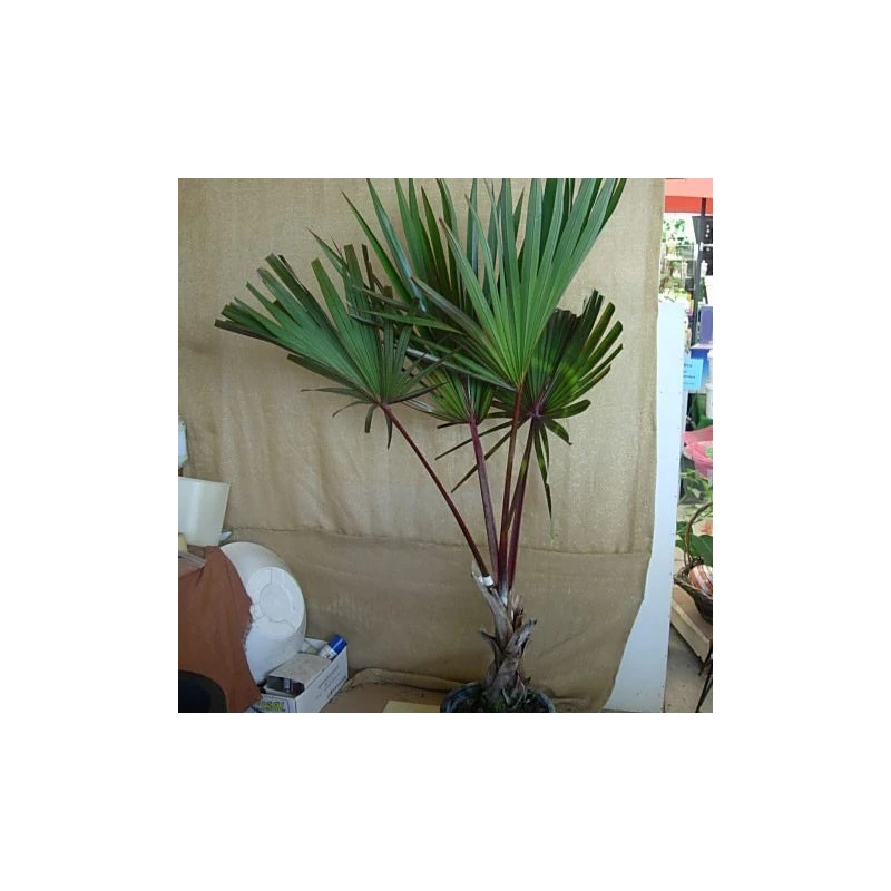 Latania Lontaroides Roja 4 Latania Lontaroides Roja - Imagen 2