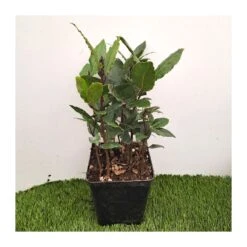 Laurel -Suministros De Jardineria Ventas 2024 laurel 1