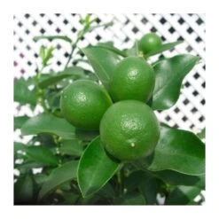Limequat -Suministros De Jardineria Ventas 2024 limequat 2