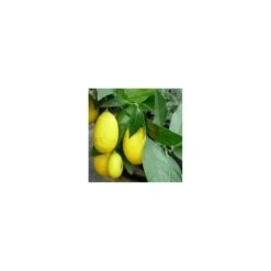 Limequat -Suministros De Jardineria Ventas 2024 limequat 3