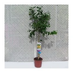 Limonero Verna -Suministros De Jardineria Ventas 2024 limonero 1