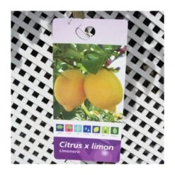 Limonero Verna -Suministros De Jardineria Ventas 2024 limonero 3