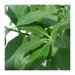 Limonero Verna -Suministros De Jardineria Ventas 2024 limonero 4