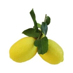 Limonero -Suministros De Jardineria Ventas 2024 limonero 7