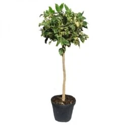 Limonero Variegata 6 Limonero Variegata -Suministros De Jardineria Ventas 2024 limonero variegata 1