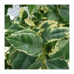 Limonero Variegata 7 Limonero Variegata -Suministros De Jardineria Ventas 2024 limonero variegata 2