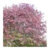 Liquidambar Styraciflua -Suministros De Jardineria Ventas 2024 liquidambar styraciflua