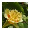 Liriodendron Tulipifera -Suministros De Jardineria Ventas 2024 liriodendron tulipifera