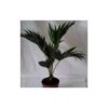 Livistona Chinensis 1 Livistona Chinensis -Suministros De Jardineria Ventas 2024 livistona chinensis 1