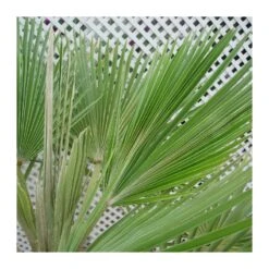 Livistona Muellerii -Suministros De Jardineria Ventas 2024 livistona muelleri 1