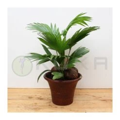 Livistona Rotundifolia 8 Livistona Rotundifolia -Suministros De Jardineria Ventas 2024 livistona rotundifolia 1