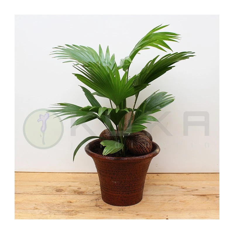 Livistona Rotundifolia 4 Livistona Rotundifolia - Imagen 2