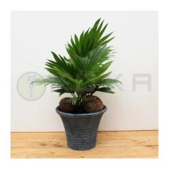 Livistona Rotundifolia 9 Livistona Rotundifolia -Suministros De Jardineria Ventas 2024 livistona rotundifolia 2