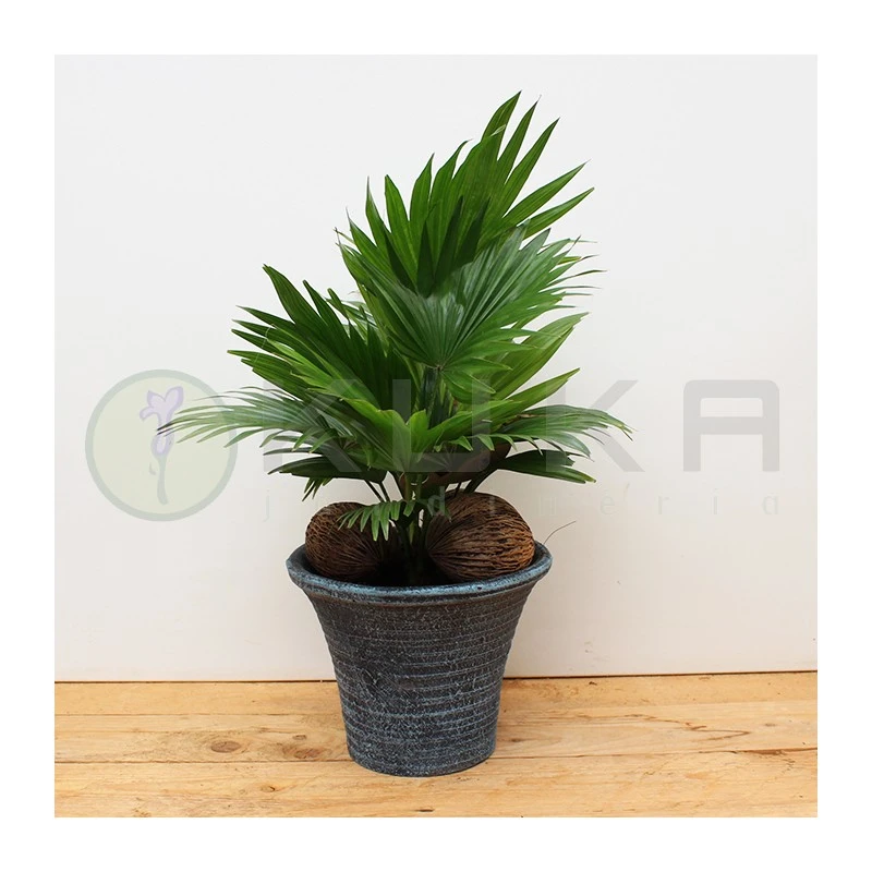 Livistona Rotundifolia 5 Livistona Rotundifolia - Imagen 3