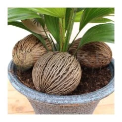 Livistona Rotundifolia 10 Livistona Rotundifolia -Suministros De Jardineria Ventas 2024 livistona rotundifolia 3