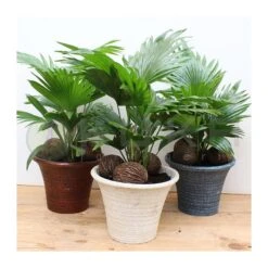 Livistona Rotundifolia 11 Livistona Rotundifolia -Suministros De Jardineria Ventas 2024 livistona rotundifolia 4