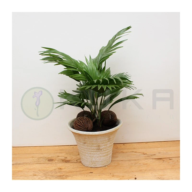 Livistona Rotundifolia 3 Livistona Rotundifolia