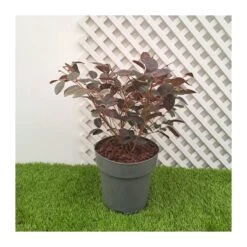 Loropetalum Chinensis Fire Dance -Suministros De Jardineria Ventas 2024 loropetalum chinensis fire dance 1