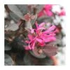 Loropetalum Chinensis Fire Dance -Suministros De Jardineria Ventas 2024 loropetalum chinensis fire dance