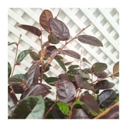 Loropetalum Chinensis Fire Dance -Suministros De Jardineria Ventas 2024 loropetalum chinensis fire dance 2