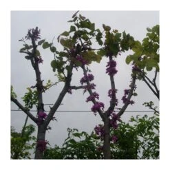 Lyla Blanca -Suministros De Jardineria Ventas 2024 lyla 2