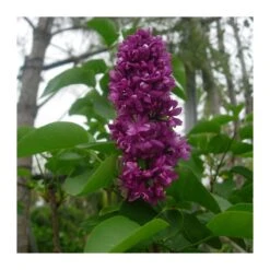 Lyla Blanca -Suministros De Jardineria Ventas 2024 lyla 3