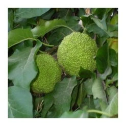 Maclura Pomifera -Suministros De Jardineria Ventas 2024 maclura pomifera 1