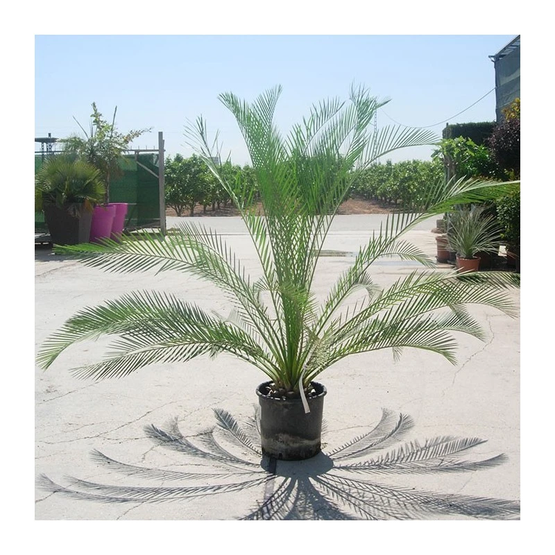 Macrozamia Moorei 4 Macrozamia Moorei - Imagen 2