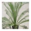 Macrozamia Moorei -Suministros De Jardineria Ventas 2024 macrozamia moorei