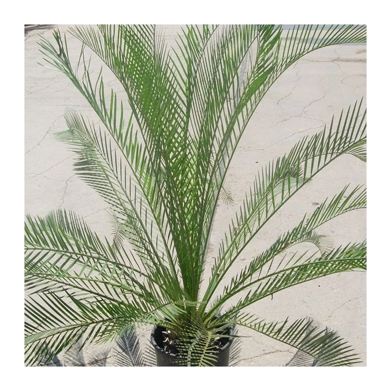 Macrozamia Moorei 3 Macrozamia Moorei