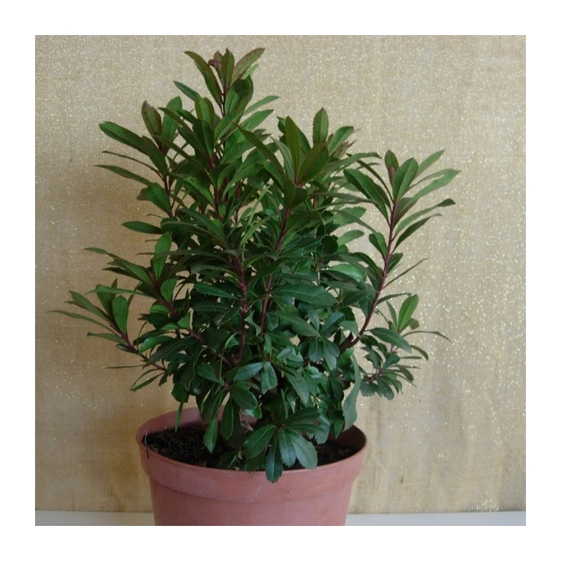 Madroño 4 Madroño - Imagen 2