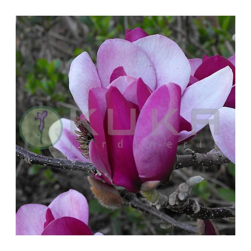 Magnolia Cameo 3 Magnolia Cameo