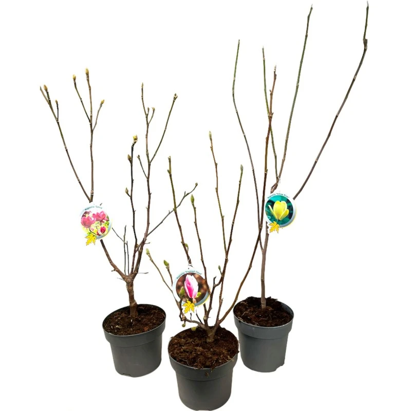 Magnolia Concima Sunrise 3 Magnolia Concima Sunrise