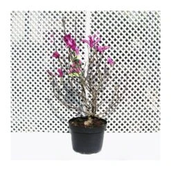 Magnolia Susan -Suministros De Jardineria Ventas 2024 magnolia susan 1