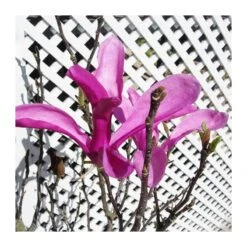 Magnolia Susan -Suministros De Jardineria Ventas 2024 magnolia susan 2