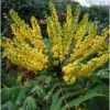 Mahonia Charity-bealy EJEMPLAR -Suministros De Jardineria Ventas 2024 mahonia charity bealy