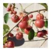 Malus Everest 1 Malus Everest -Suministros De Jardineria Ventas 2024 malus everest
